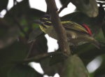 Red-rumped Tinkerbird